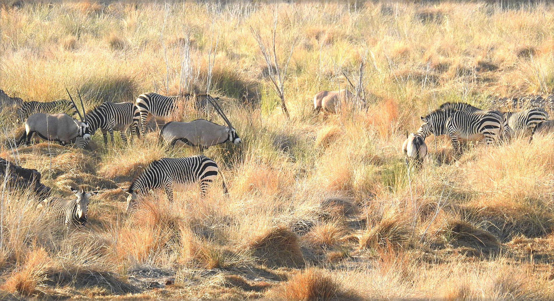 Oryx und Bergzebras äsen zusammen.