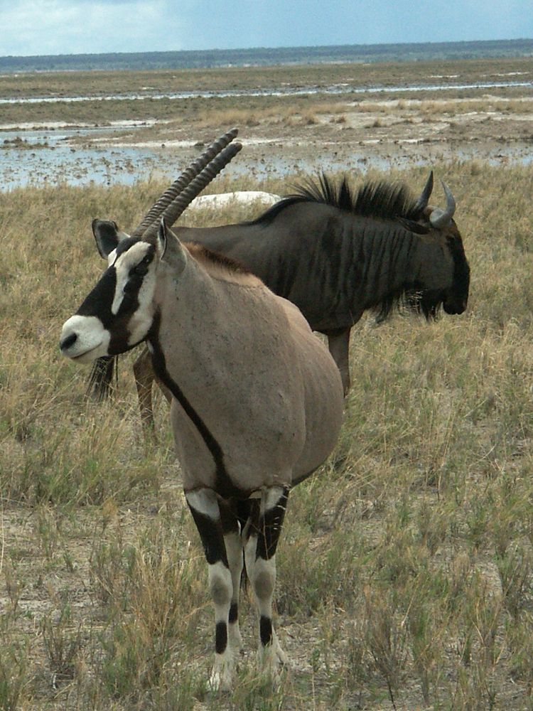 Oryx und Gnu...