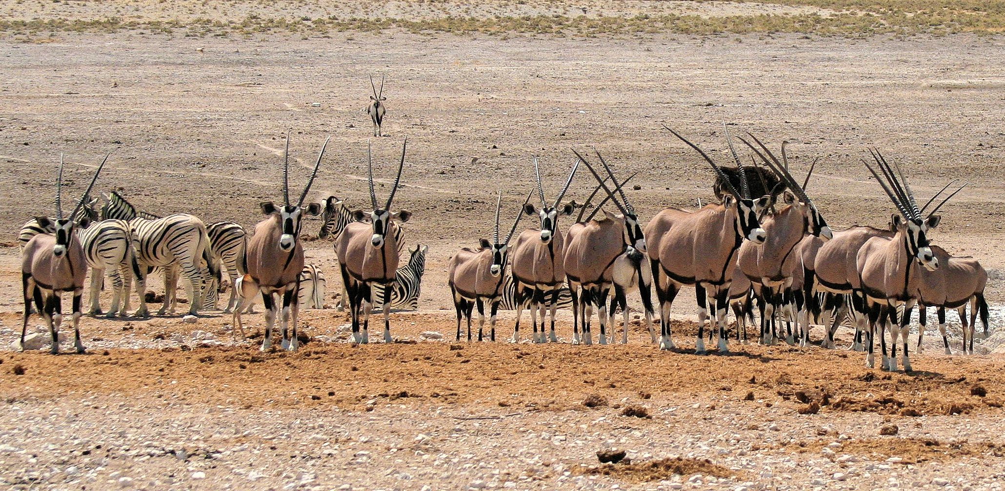 Oryx und Zebras