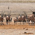 Oryx und Zebras