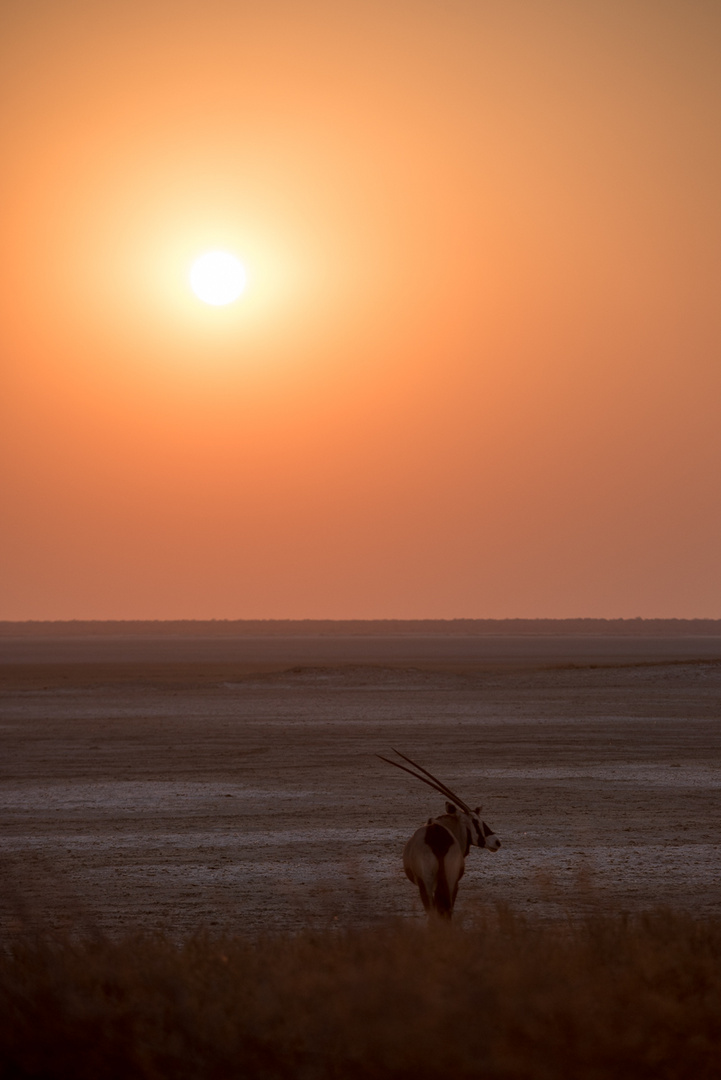 Oryx vor der Salzpfanne