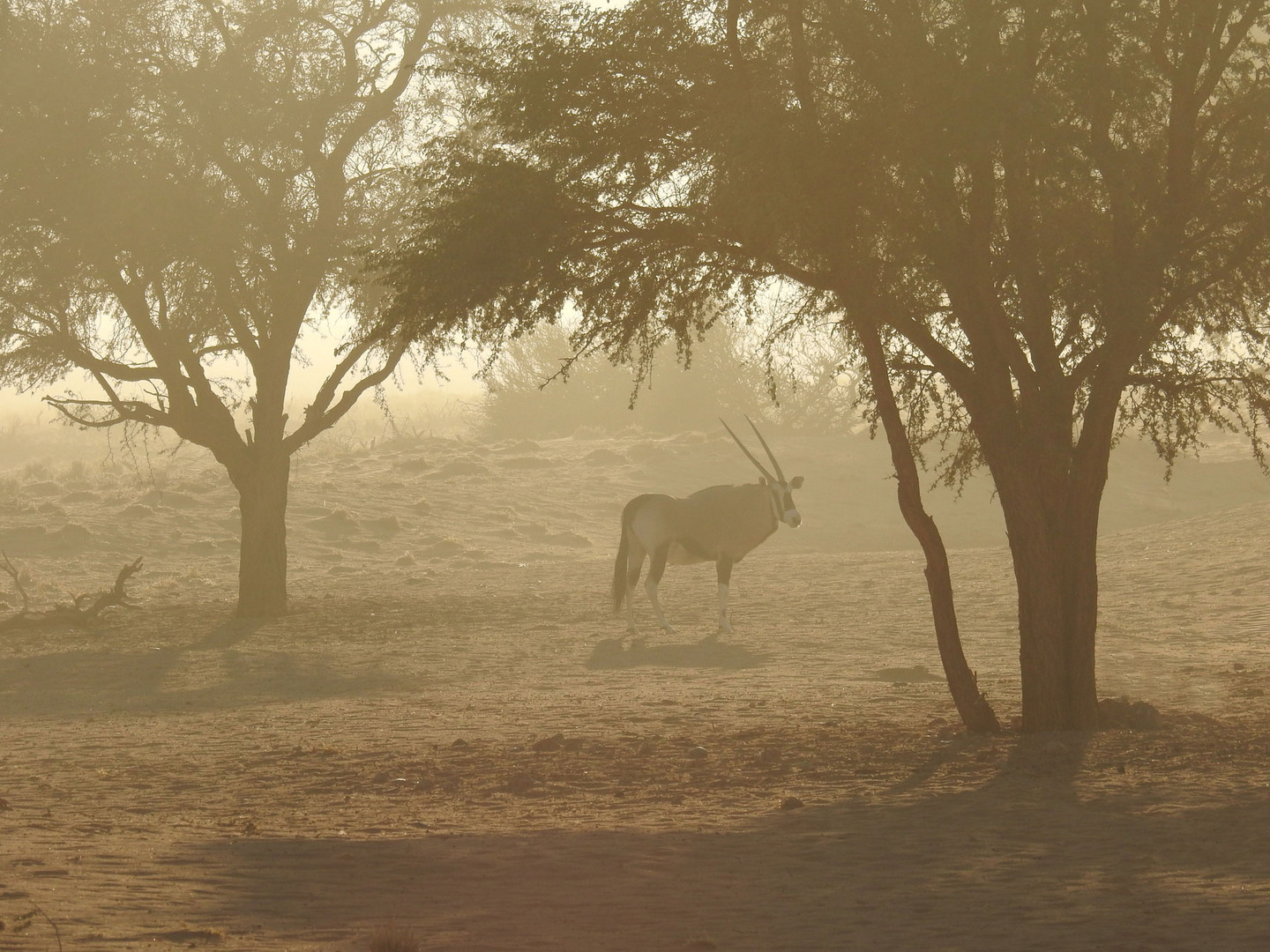 Oryx vor unserem Fenster im Morgendunst