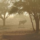 Oryx vor unserem Fenster im Morgendunst