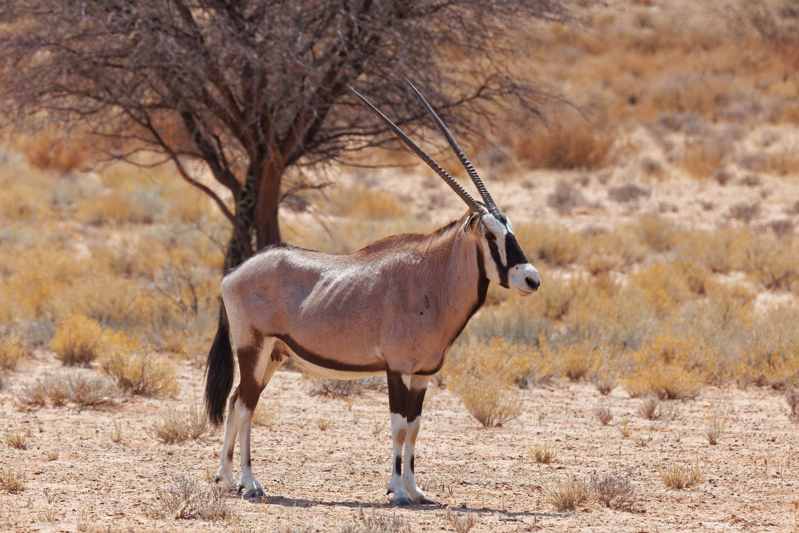 Oryx_2 Foto & Bild africa, southern africa, south africa Bilder auf