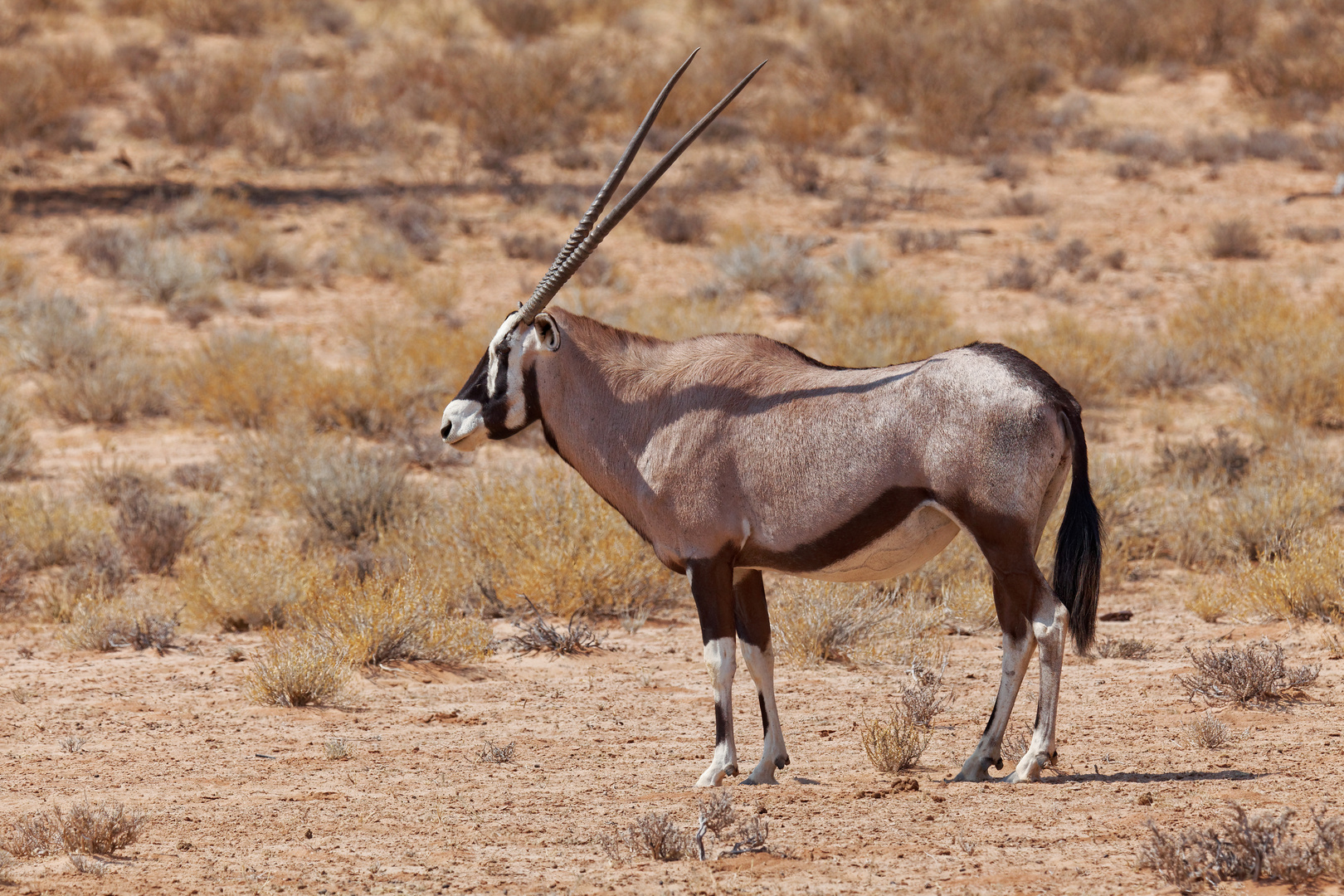 Oryx_3