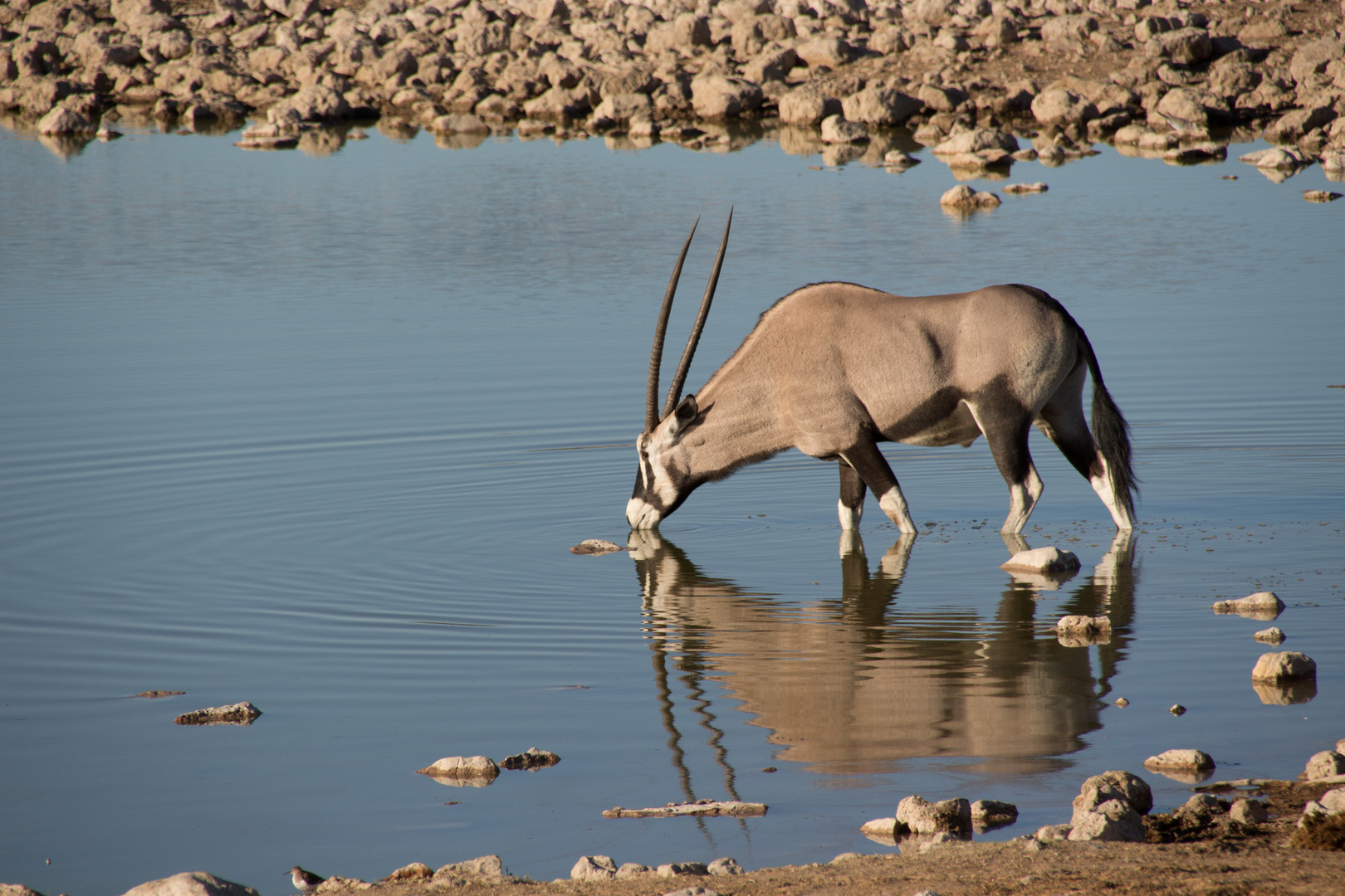 Oryxantilope