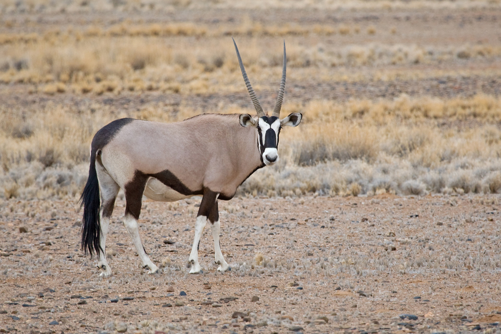 Oryxantilope