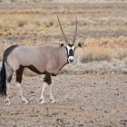 Oryxantilope