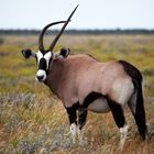 Oryxantilope