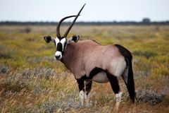 Oryxantilope