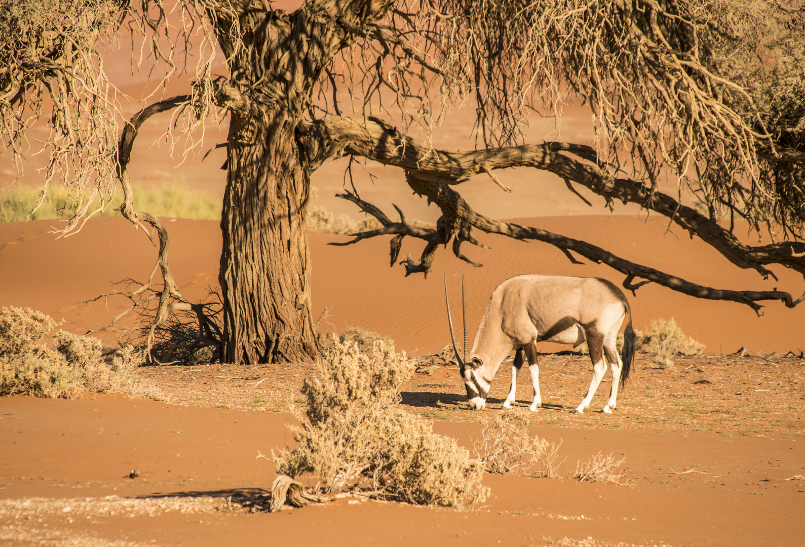 Oryxantilope