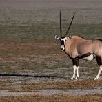 Oryxantilope