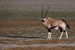 Oryxantilope