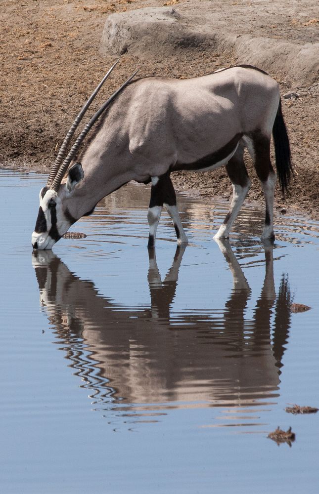 Oryxantilope