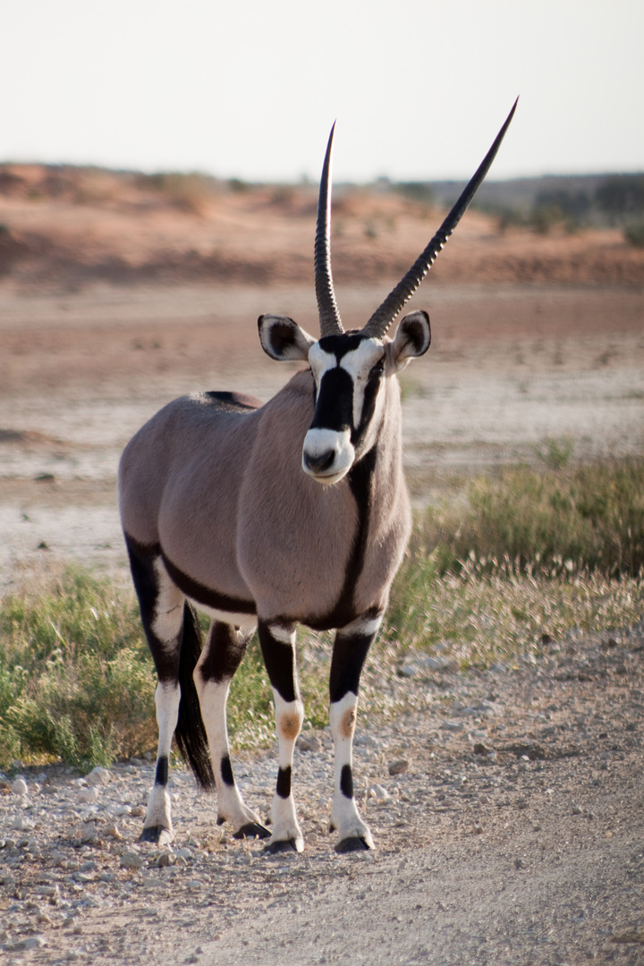 Oryxantilope