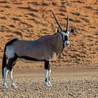 Oryxantilope