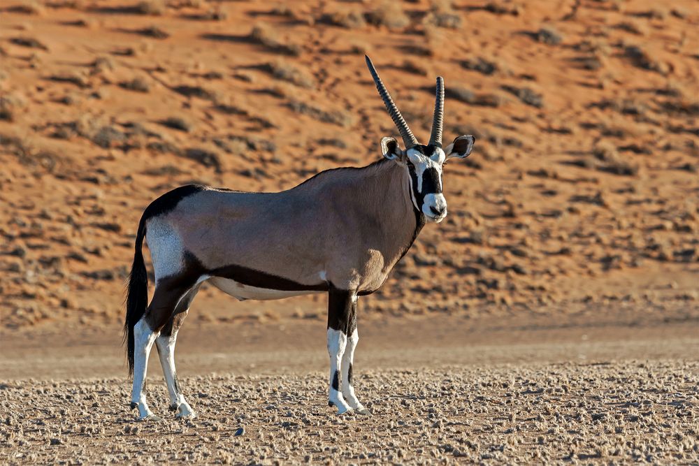 Oryxantilope