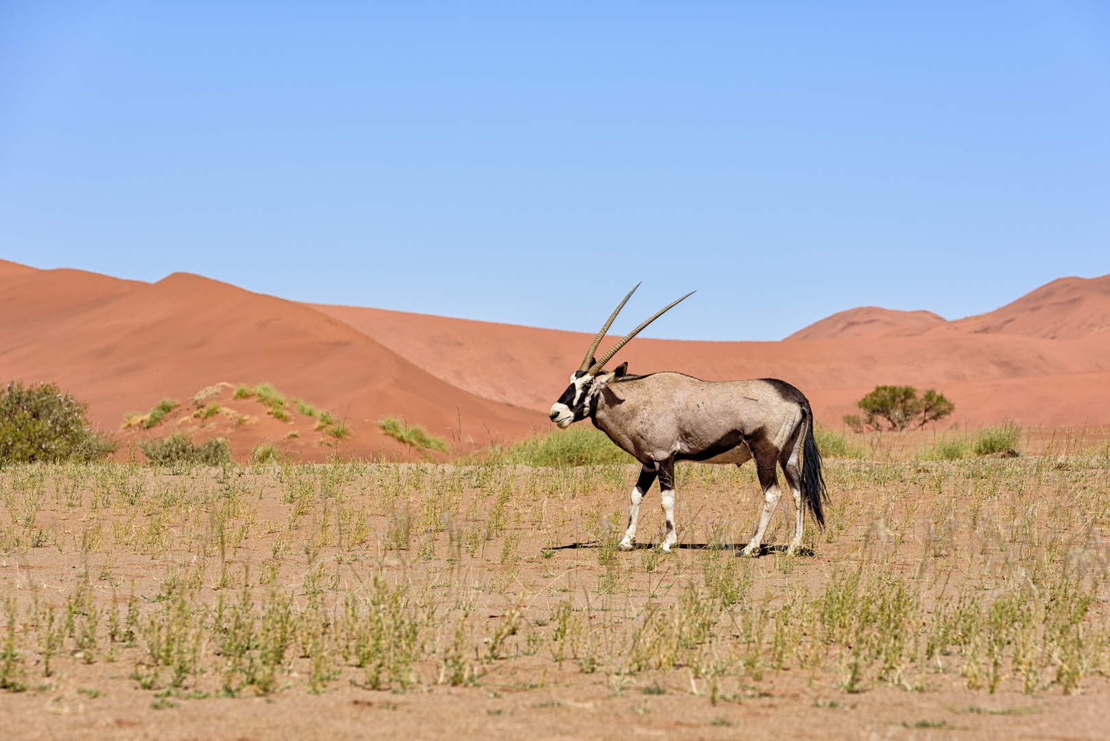 Oryxantilope bei Sossusvlei