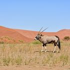 Oryxantilope bei Sossusvlei