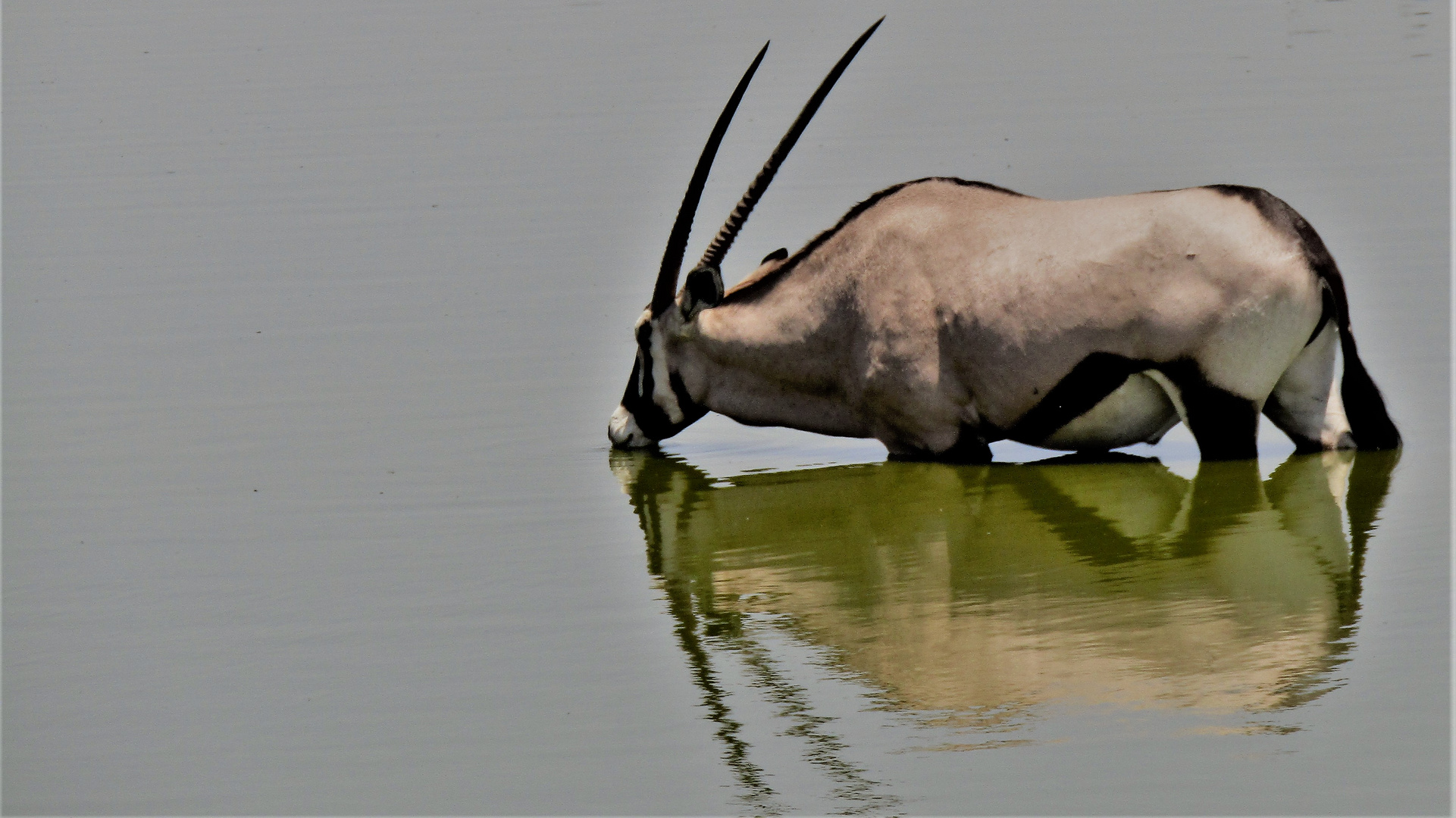 Oryxantilope