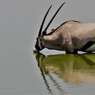 Oryxantilope