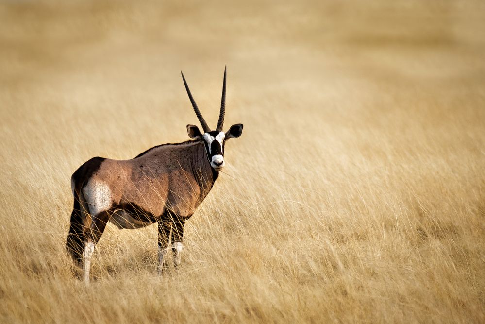 Oryxantilope