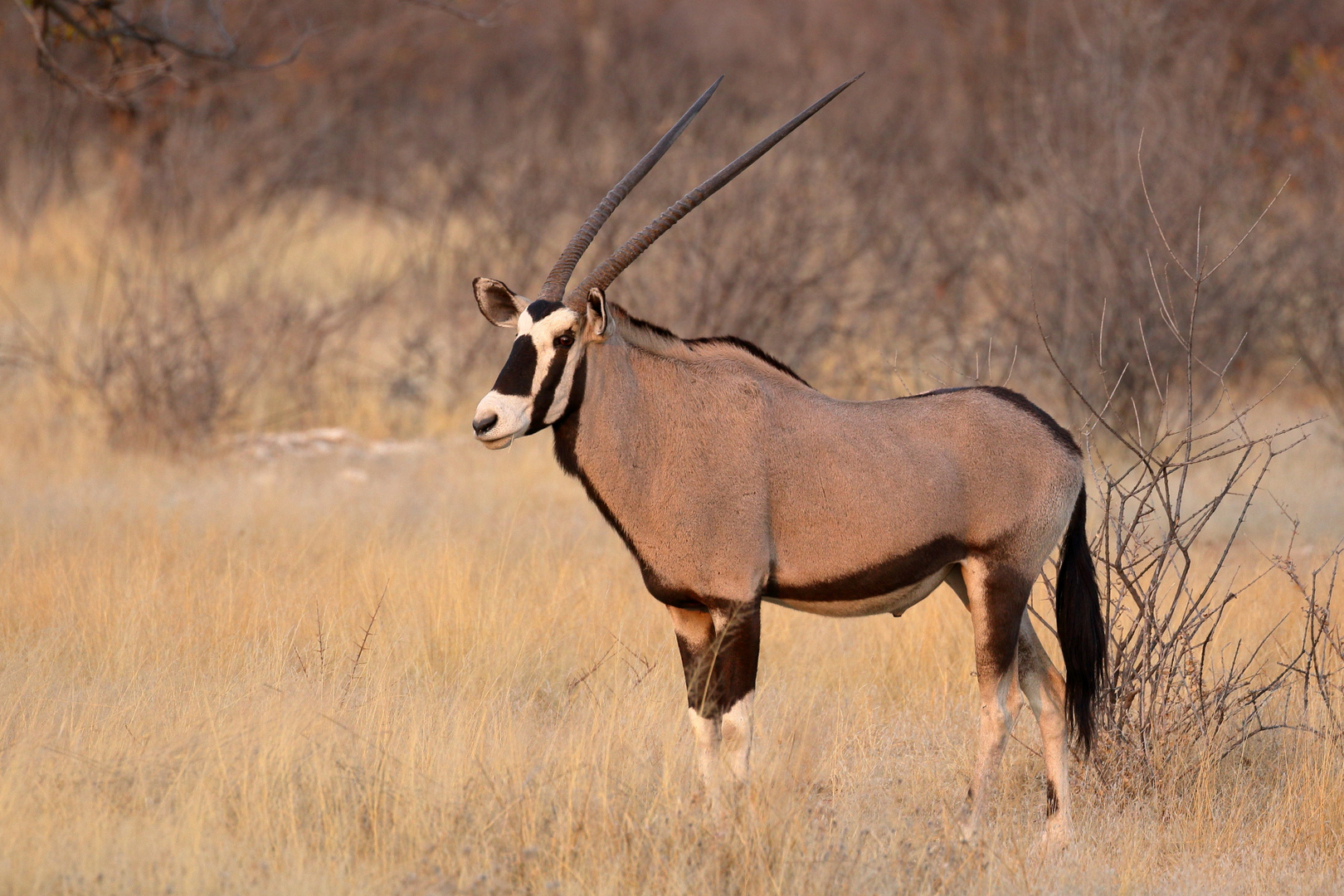 Oryxantilope