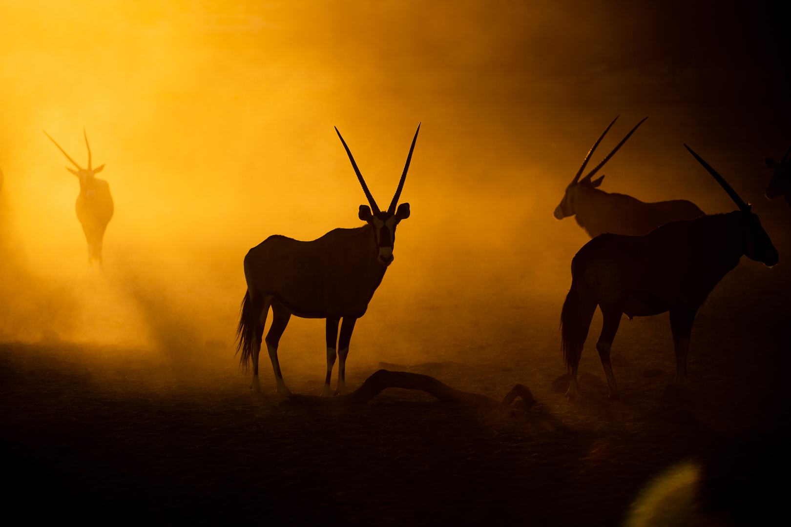 Oryxantilope (Gemsbok) im Sonnenaufgang