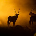 Oryxantilope (Gemsbok) im Sonnenaufgang