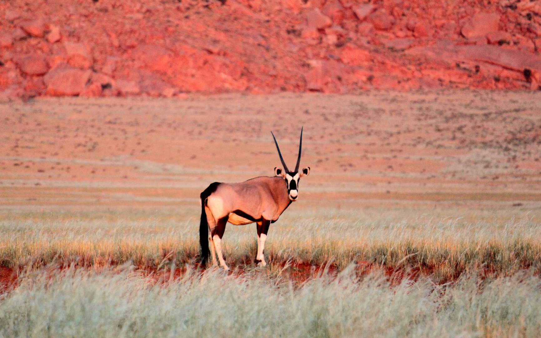 Oryxantilope im Sonnenuntergang