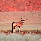 Oryxantilope im Sonnenuntergang