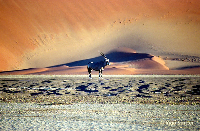 Oryxantilope im Sossusvlei, Namibia