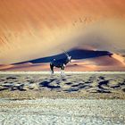 Oryxantilope im Sossusvlei, Namibia