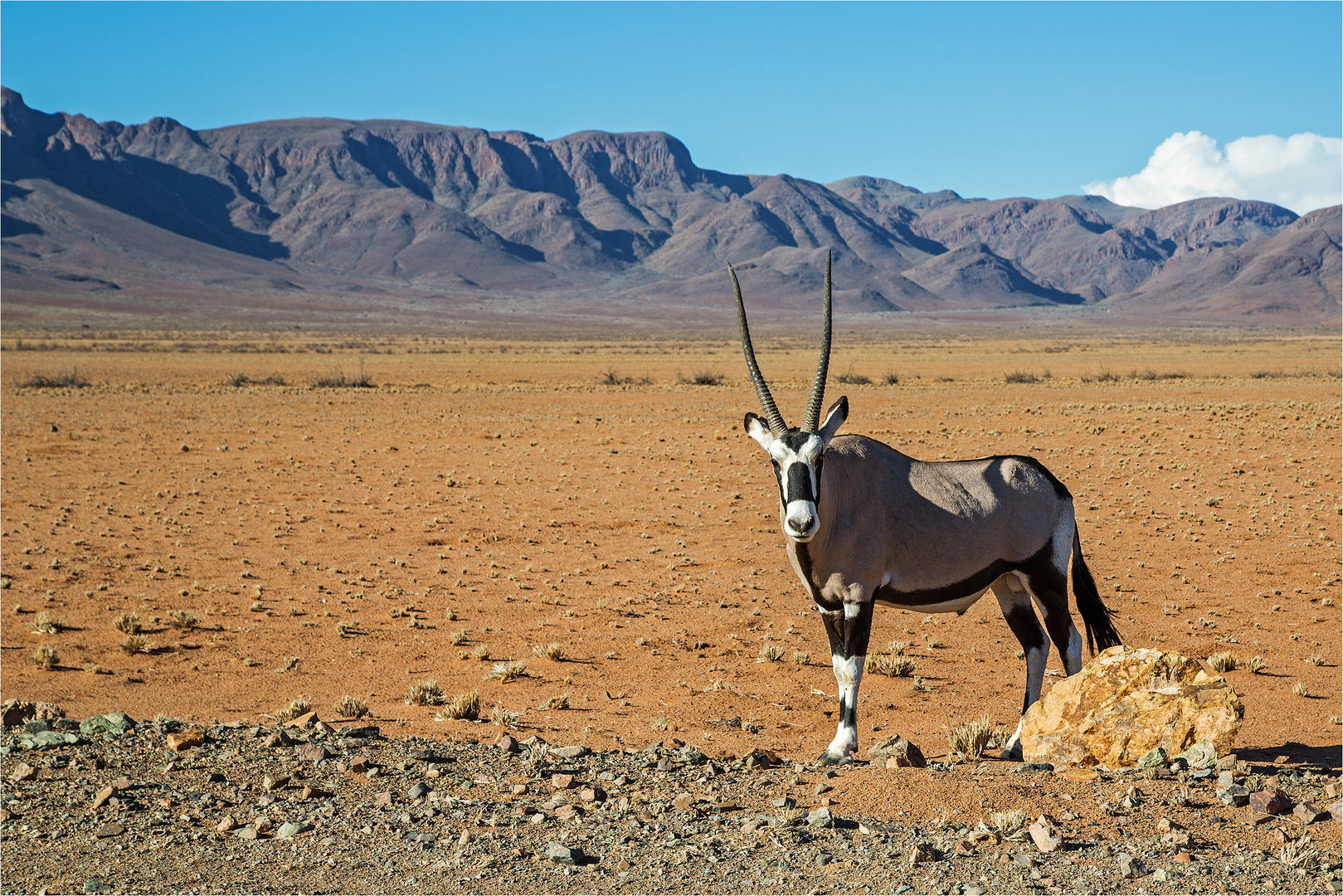 Oryxantilope in der Namib Wüste