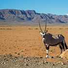 Oryxantilope in der Namib Wüste