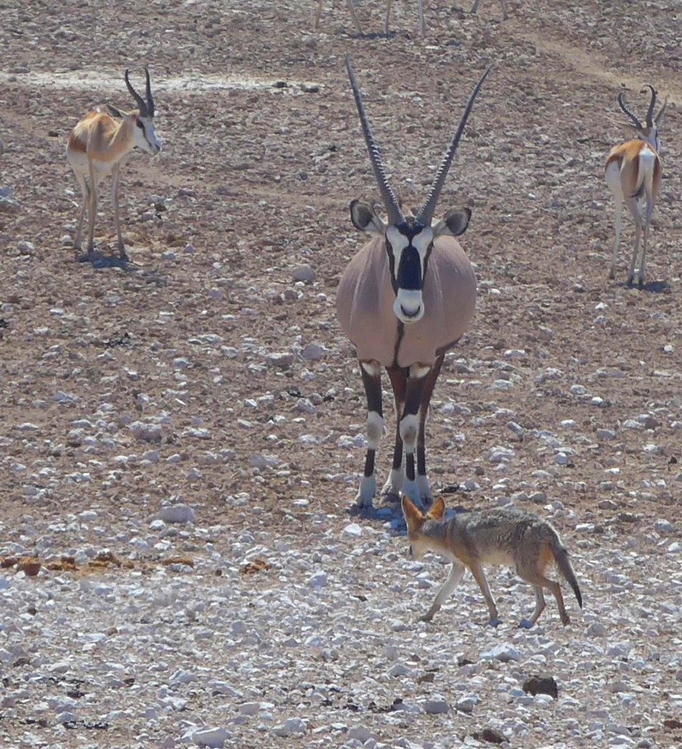 Oryxantilope mit Schakal