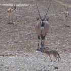 Oryxantilope mit Schakal