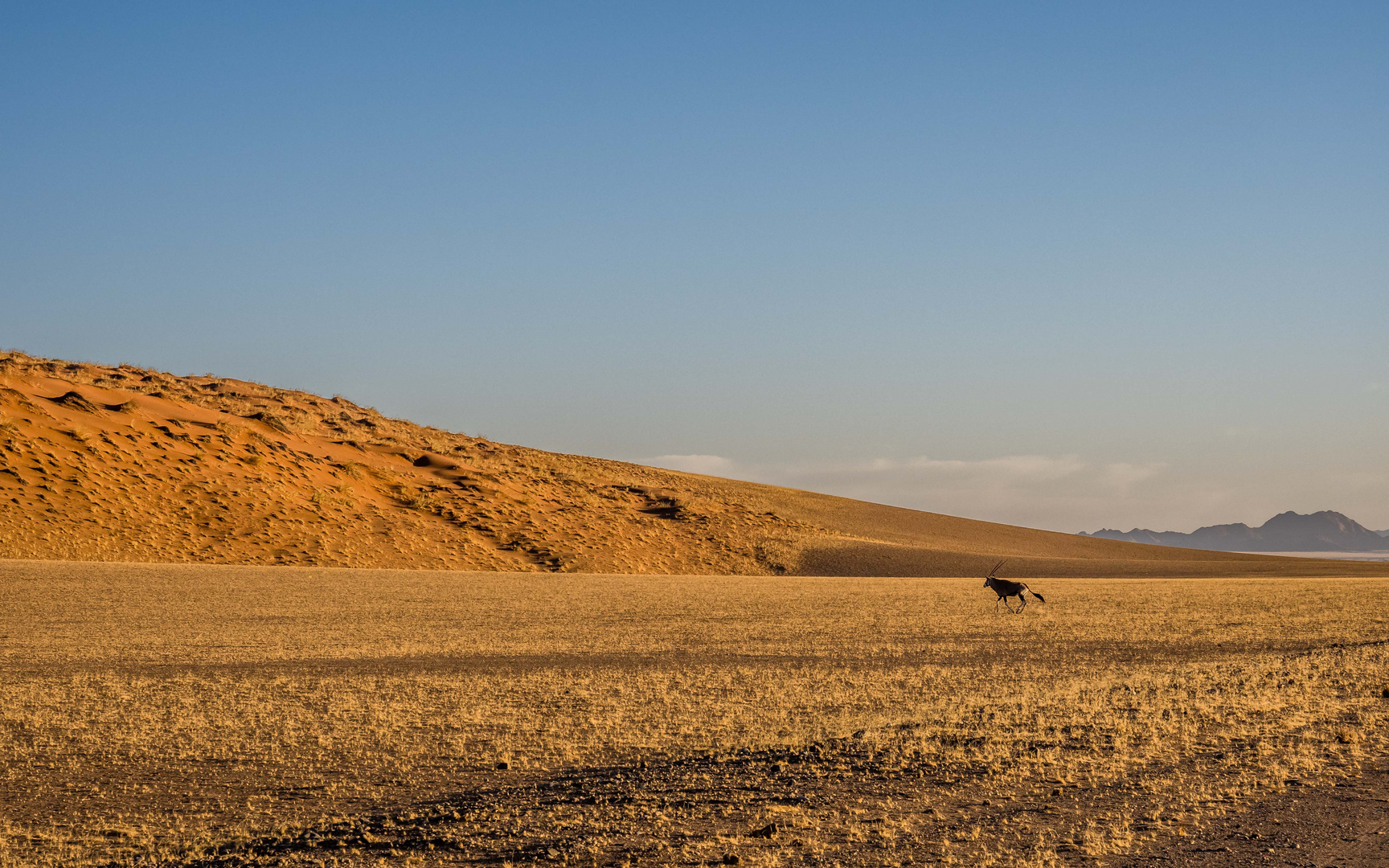 Oryxantilope unterwegs bei Sonnenaufgang