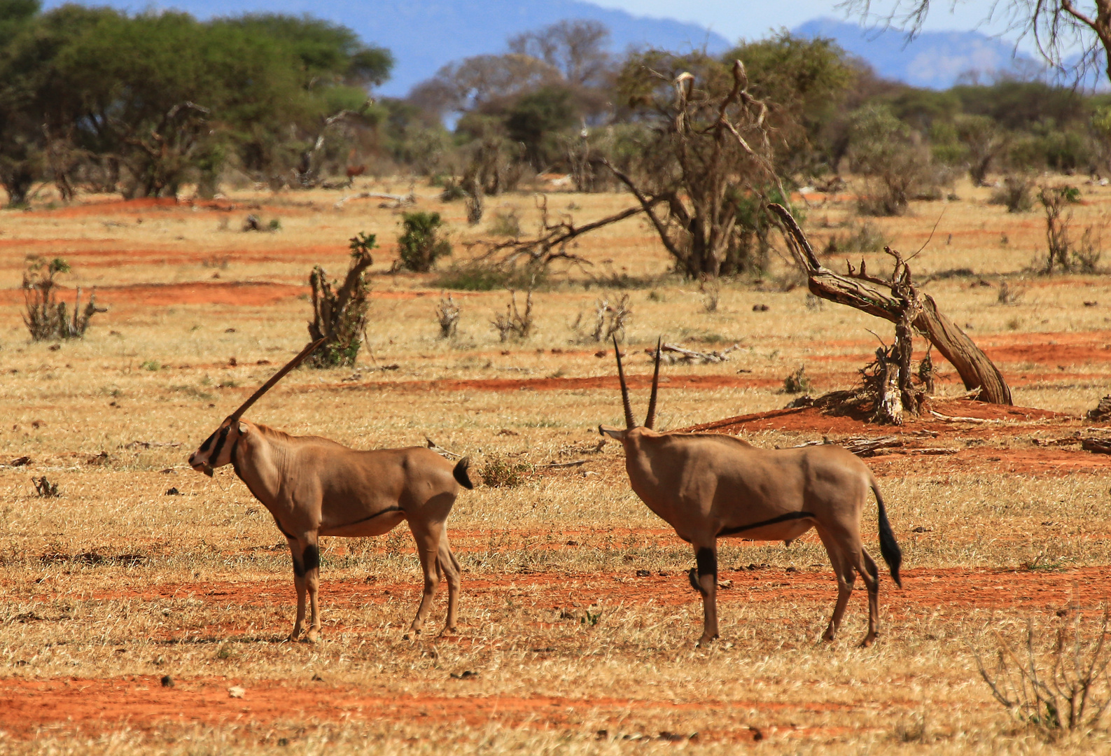 Oryxantilopen