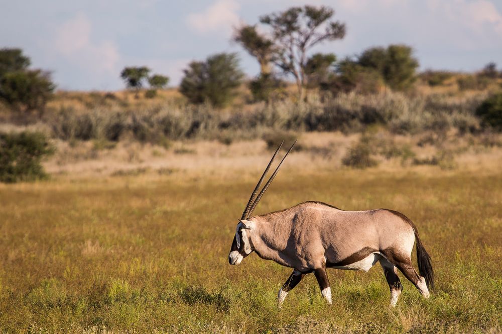 Oryxantilopen