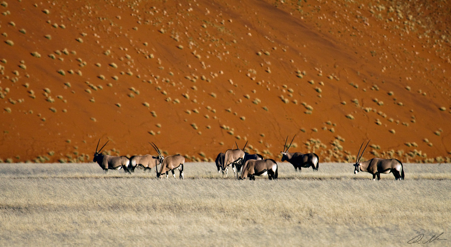 Oryxantilopen im Namib Naukluft N.P.