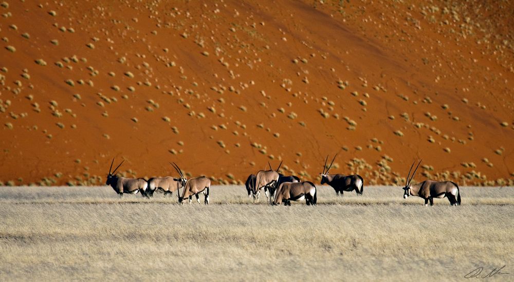 Oryxantilopen im Namib Naukluft N.P.