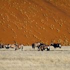 Oryxantilopen im Namib Naukluft N.P.