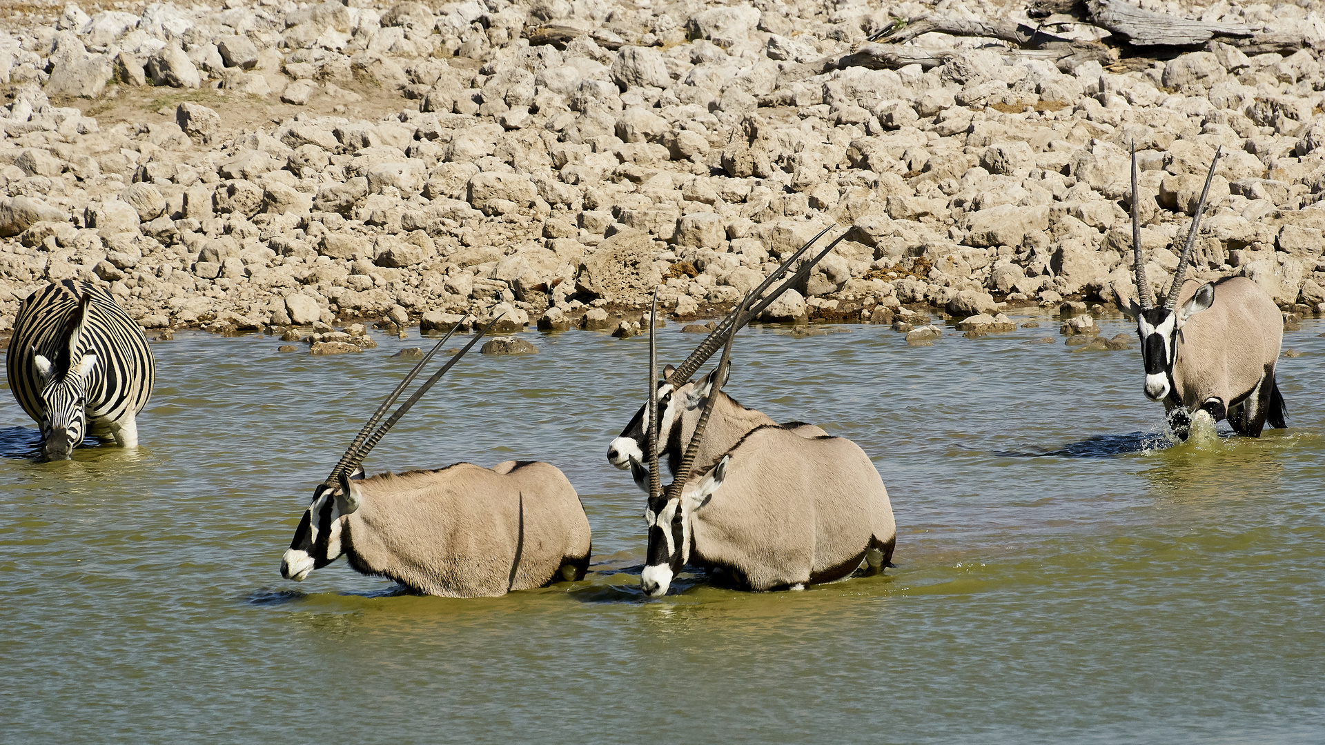 Oryxantilopen im Wasserloch