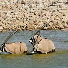 Oryxantilopen im Wasserloch
