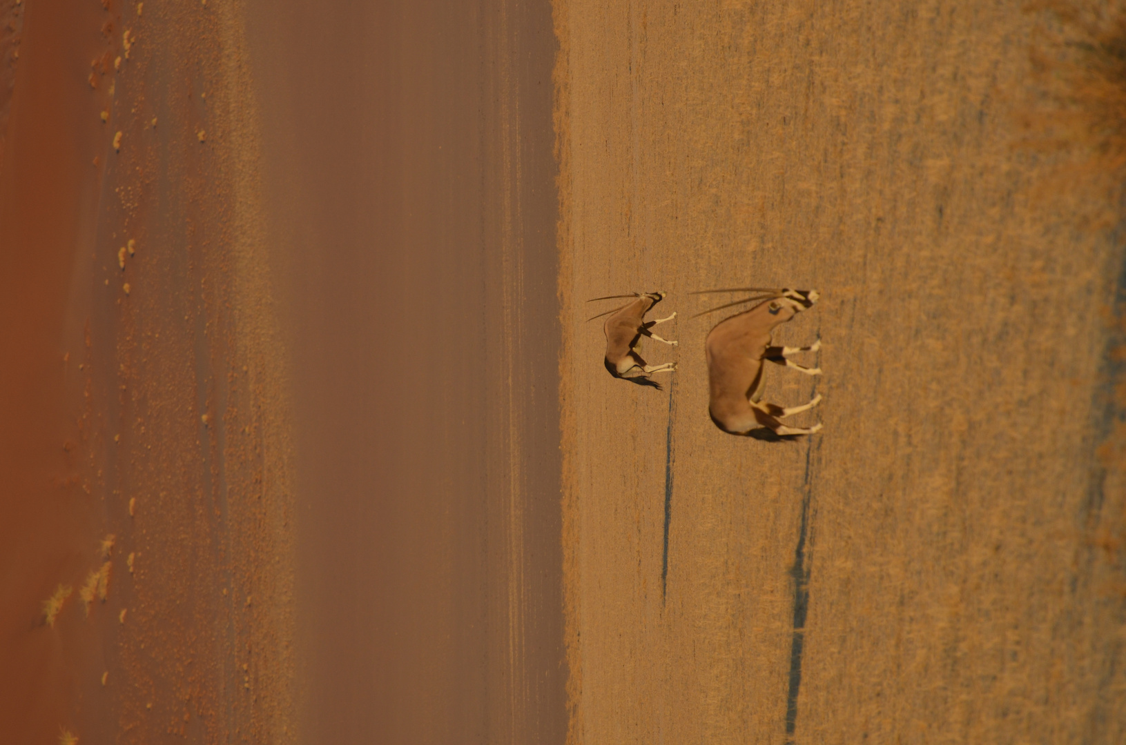 Oryxantilopen in der Namibwüste