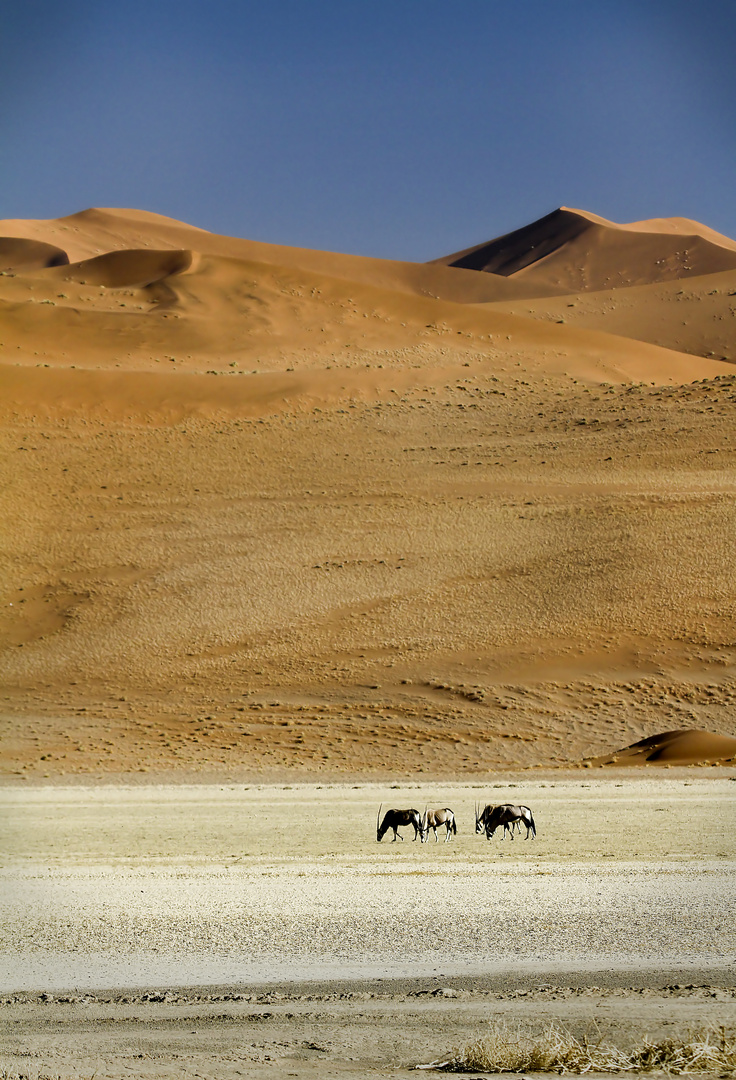 Oryxantilopen in der Namibwüste