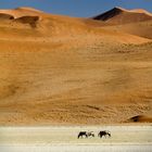 Oryxantilopen in der Namibwüste