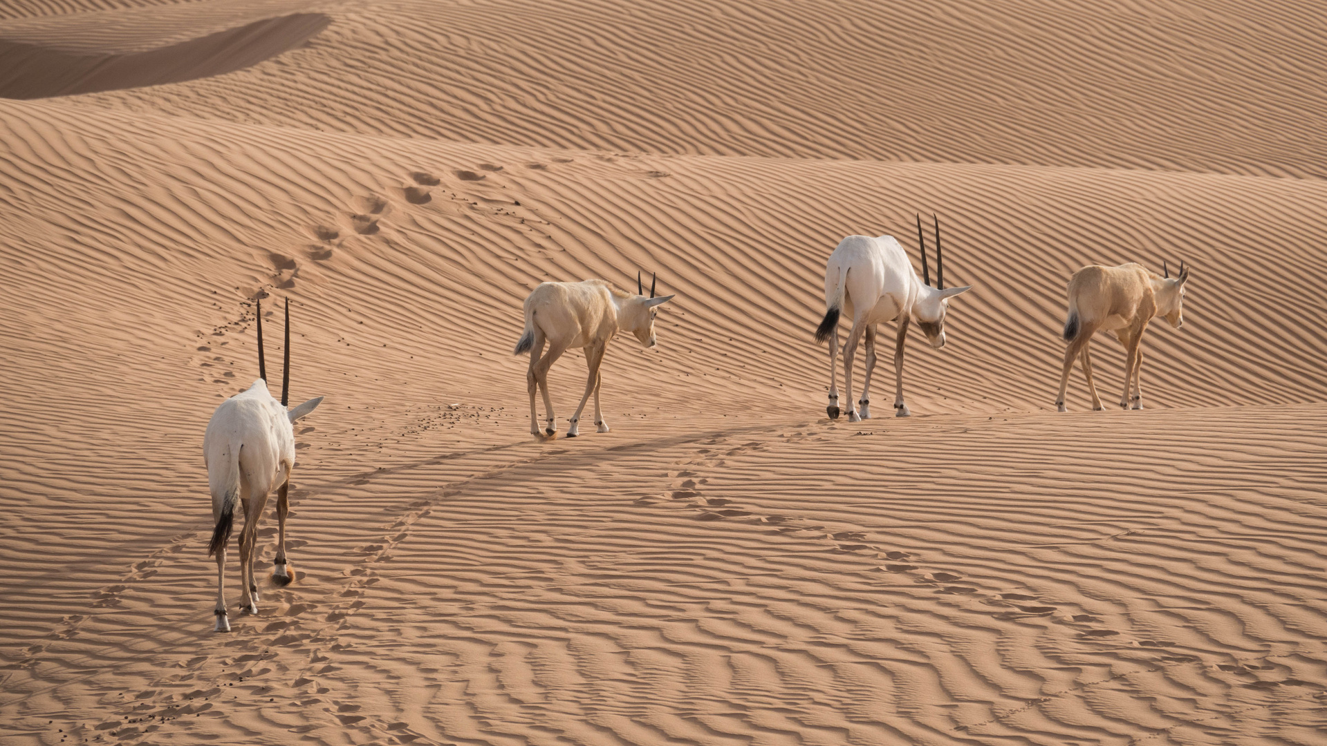 Oryxantilopen in der Wüste von Dubai