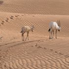 Oryxantilopen in der Wüste von Dubai